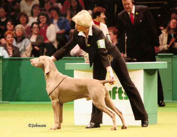 Logan at crufts